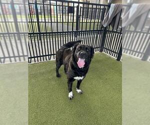 Border Collie-Unknown Mix Dogs for adoption in Waco, TX, USA