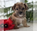 Small #9 Morkie