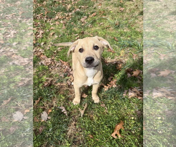 Medium Photo #2 Retriever -Unknown Mix Puppy For Sale in Greenville, SC, USA