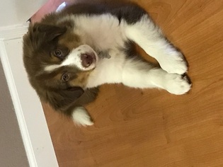 Border Collie Puppy for sale in SALLISAW, OK, USA
