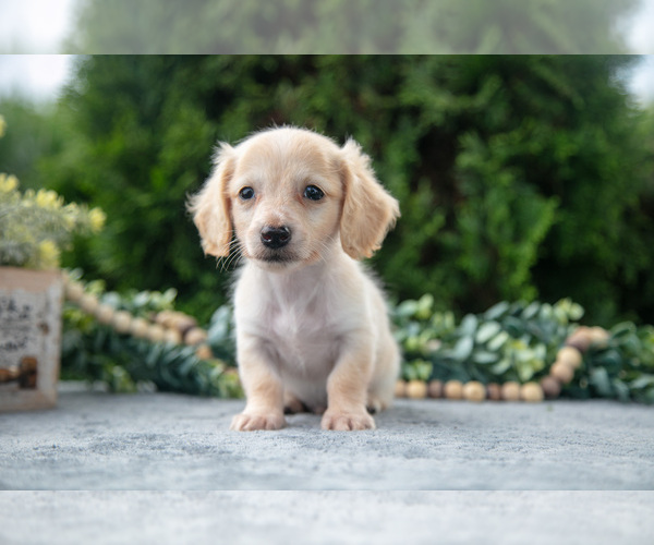 Medium Photo #3 Dachshund Puppy For Sale in GOSHEN, IN, USA
