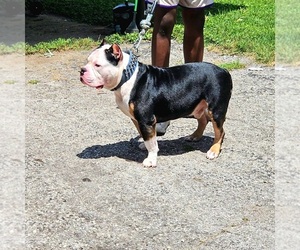 American Bully Puppy for sale in SPANISH LAKE, MO, USA