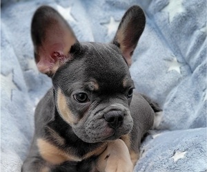 Medium French Bulldog