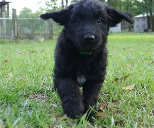 Medium Aussiedoodle