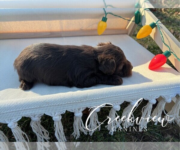 Medium Photo #10 Schnauzer (Miniature) Puppy For Sale in NIANGUA, MO, USA