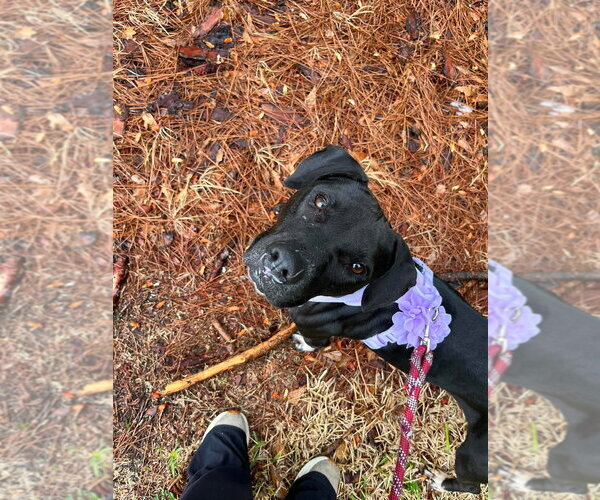 Medium Photo #12 Labrador Retriever-Staffordshire Bull Terrier Mix Puppy For Sale in Oakhurst, NJ, USA
