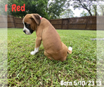 Small Photo #7 Boxer Puppy For Sale in WEST COLUMBIA, SC, USA