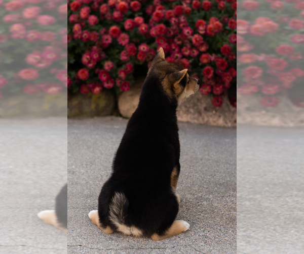 Medium Photo #10 Shiba Inu Puppy For Sale in MILLERSBURG, IN, USA
