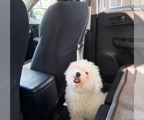 Medium Photo #6 Bichon Frise Puppy For Sale in Sanford, FL, USA