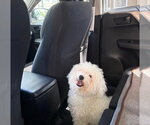 Small #5 Bichon Frise