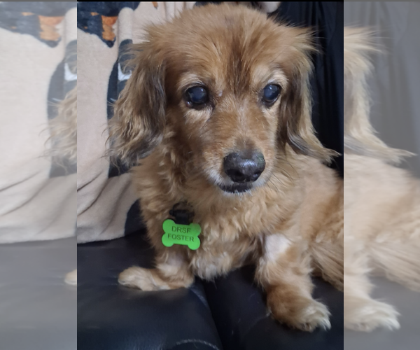 Medium Photo #4 Dachshund-Unknown Mix Puppy For Sale in Weston, FL, USA