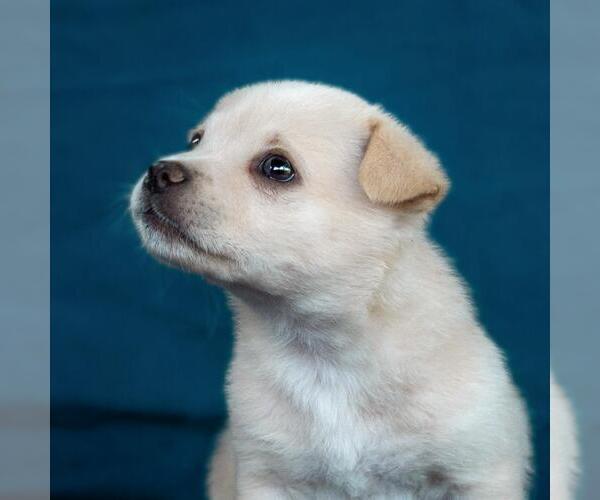 Medium Photo #2 Chug Puppy For Sale in San Diego, CA, USA