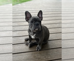 Medium French Bulldog