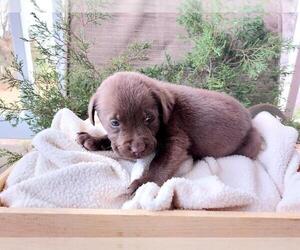 Labrador Retriever Puppy for sale in DICKSON, TN, USA