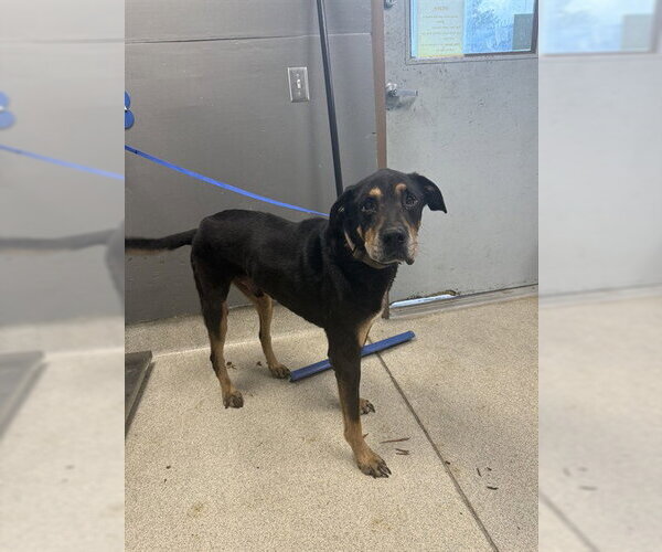 Medium Photo #1 Beauceron-Unknown Mix Puppy For Sale in Tallahassee, FL, USA