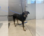 Small Beauceron Mix