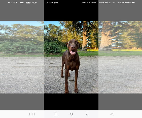 Medium Photo #11 Doberman Pinscher Puppy For Sale in Buffalo, MN, USA