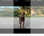 Small #10 Doberman Pinscher