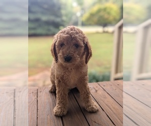 Goldendoodle Puppy for sale in MIDLAND, NC, USA