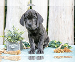Puppy Fraya Cane Corso