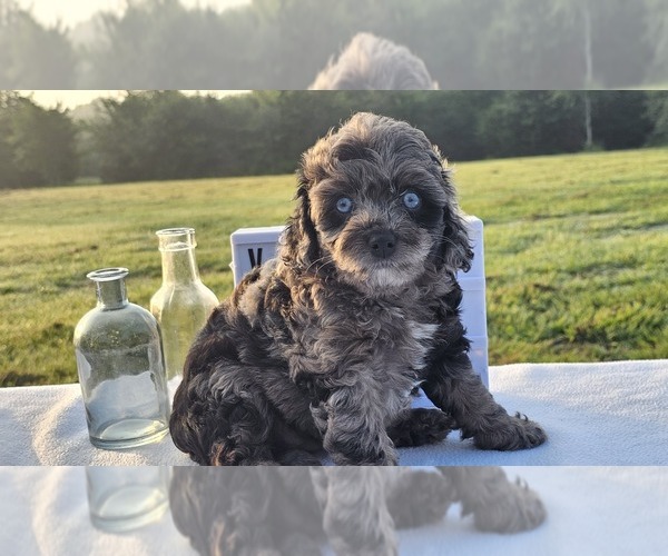 Medium Photo #3 Aussiedoodle Miniature  Puppy For Sale in COLLEGE STA, TX, USA