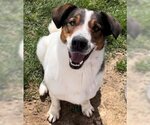 Small #1 Spaniel Mix