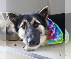 German Shepherd Dog Dogs for adoption in San Antonio, TX, USA