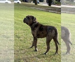 Small Photo #1 American Pit Bull Terrier Puppy For Sale in EAST HAZEL CREST, IL, USA