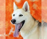 Small #1 Siberian Husky