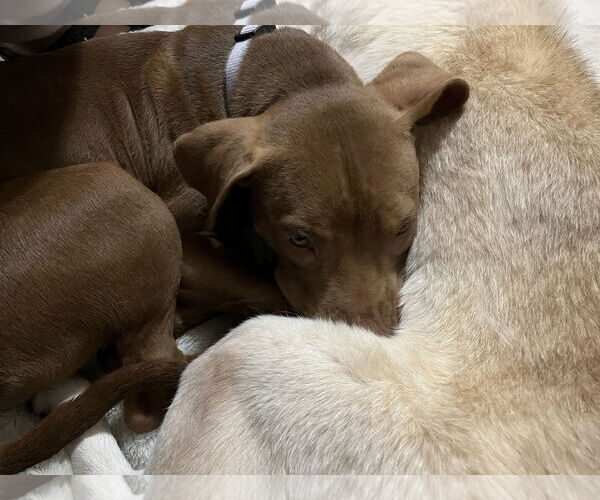 Medium Photo #14 American Pit Bull Terrier-Labrador Retriever Mix Puppy For Sale in Oakhurst, NJ, USA