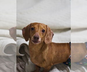 Dachshund Dogs for adoption in Fruitland, SC, USA