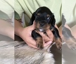 Puppy Puppy 3 Dachshund