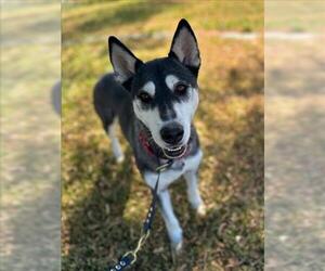 Siberian Husky Dogs for adoption in Woodland, CA, USA