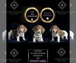 Puppy Chandler AKC Dachshund