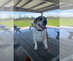 Small #7 American Pit Bull Terrier-Beagle Mix