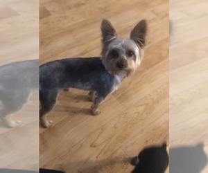 Father of the Yorkshire Terrier puppies born on 06/08/2019