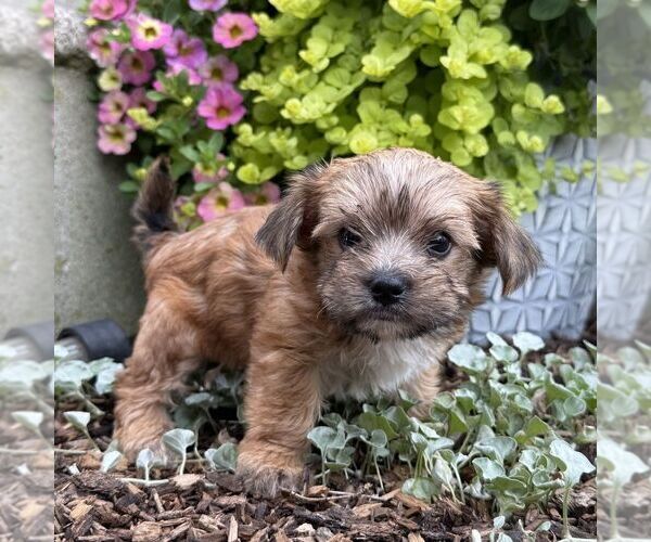 Medium Photo #2 Morkie Puppy For Sale in WILLIAMSBURG, IN, USA
