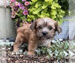 Small #1 Morkie