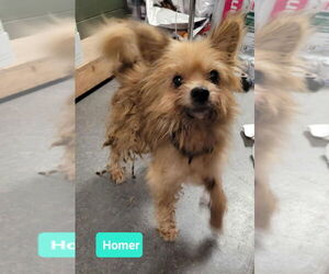 Pomeranian-Unknown Mix Dogs for adoption in Richmond, IN, USA