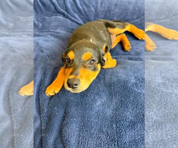 Medium Photo #4 Labrottie Puppy For Sale in Rockwall, TX, USA