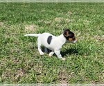 Small #3 Rat Terrier