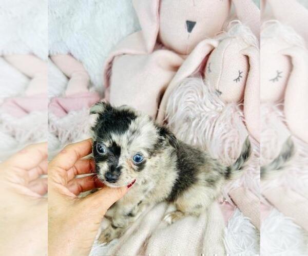 Medium Photo #9 Chihuahua Puppy For Sale in JENSEN BEACH, FL, USA