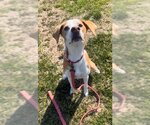 Small Photo #4 English Foxhound-Unknown Mix Puppy For Sale in Raleigh, NC, USA