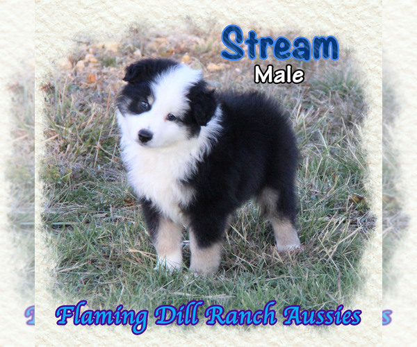 Medium Photo #1 Miniature Australian Shepherd Puppy For Sale in FORESTBURG, TX, USA