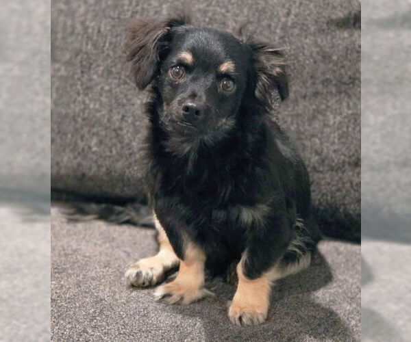 Medium Photo #6 Chiweenie Puppy For Sale in Chino Hills, CA, USA