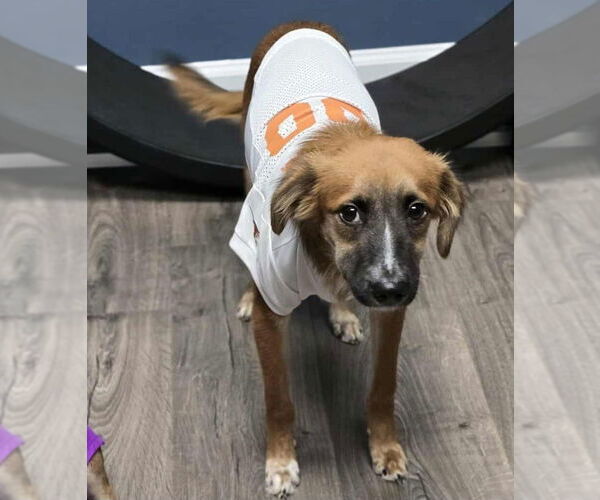 Medium Photo #2 Beago Puppy For Sale in Lakewood, CO, USA