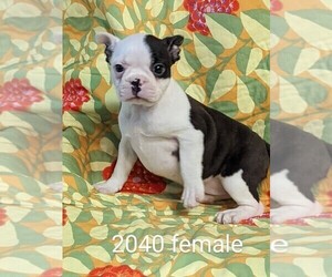Faux Frenchbo Bulldog Puppy for Sale in CLARE, Illinois USA
