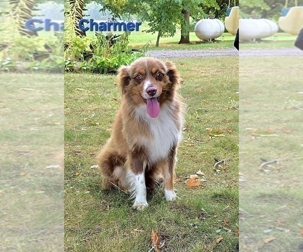 Medium Photo #1 Miniature Australian Shepherd Puppy For Sale in FREMONT, MI, USA