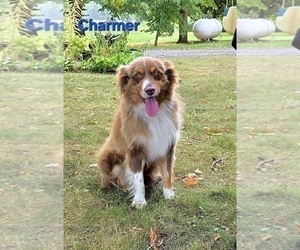 Father of the Miniature Australian Shepherd puppies born on 07/24/2025