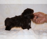 Small #7 ShihPoo